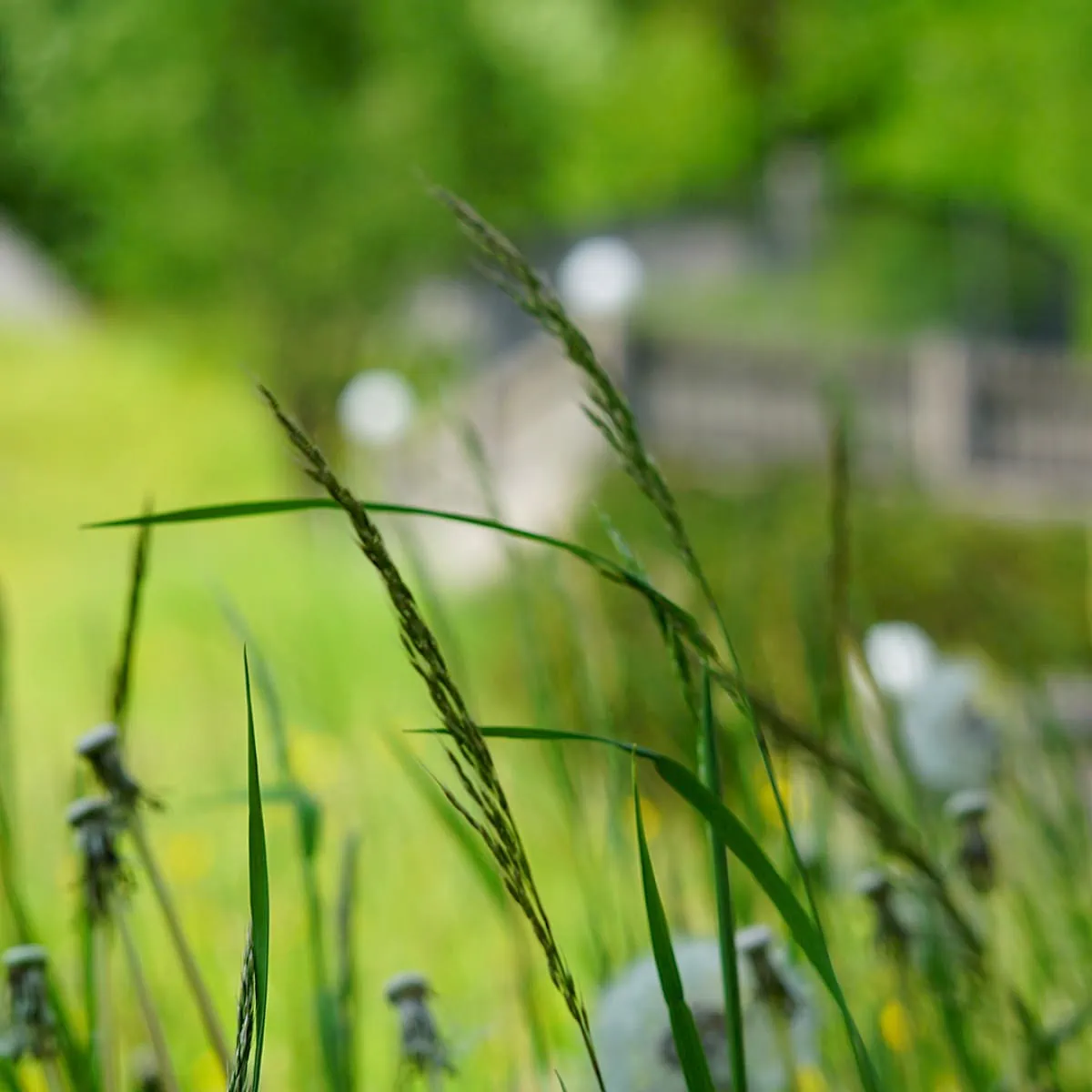 Weide naast speeltuin | Zirmhof Appartementen