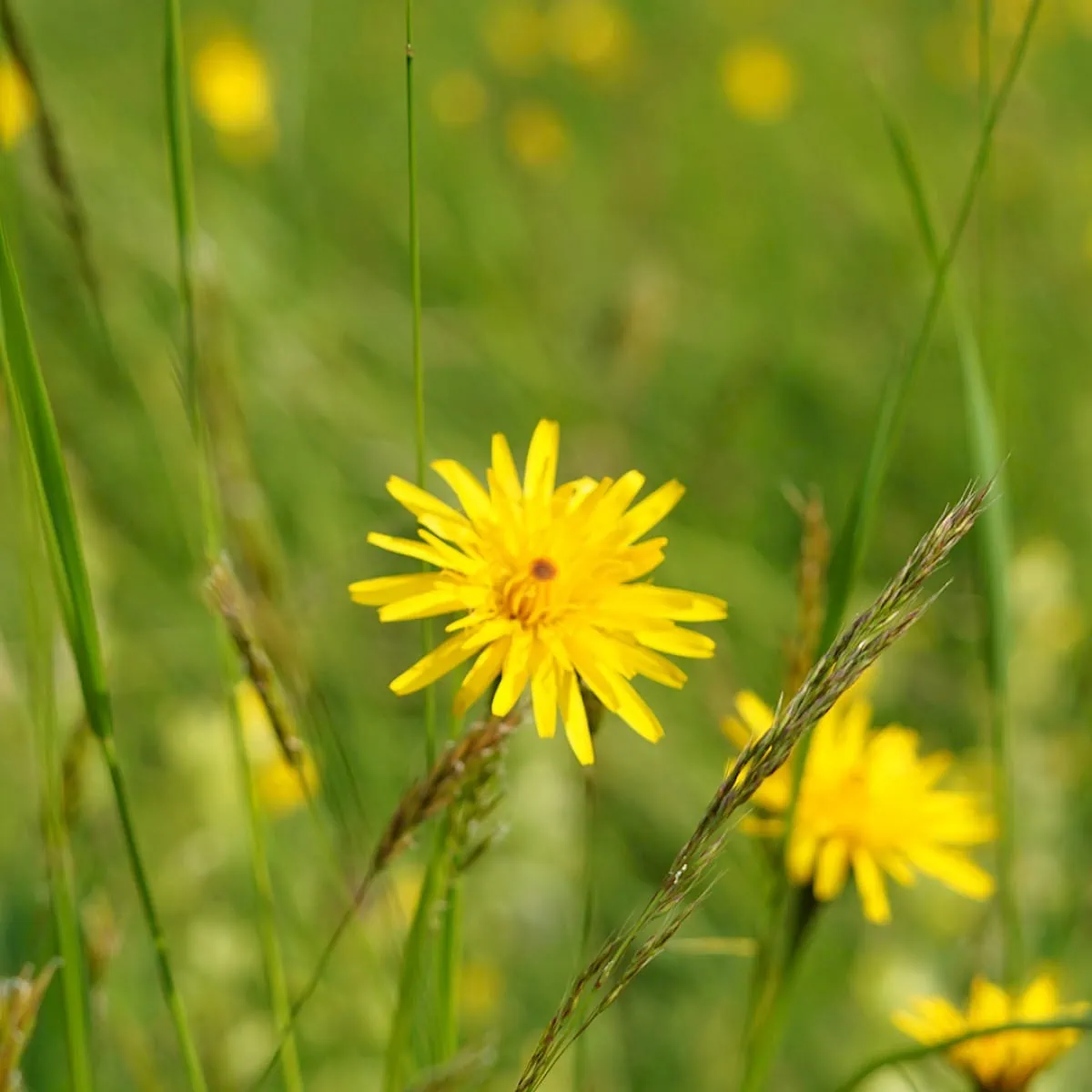 Flower meadow next to playground | Zirmhof Apartments